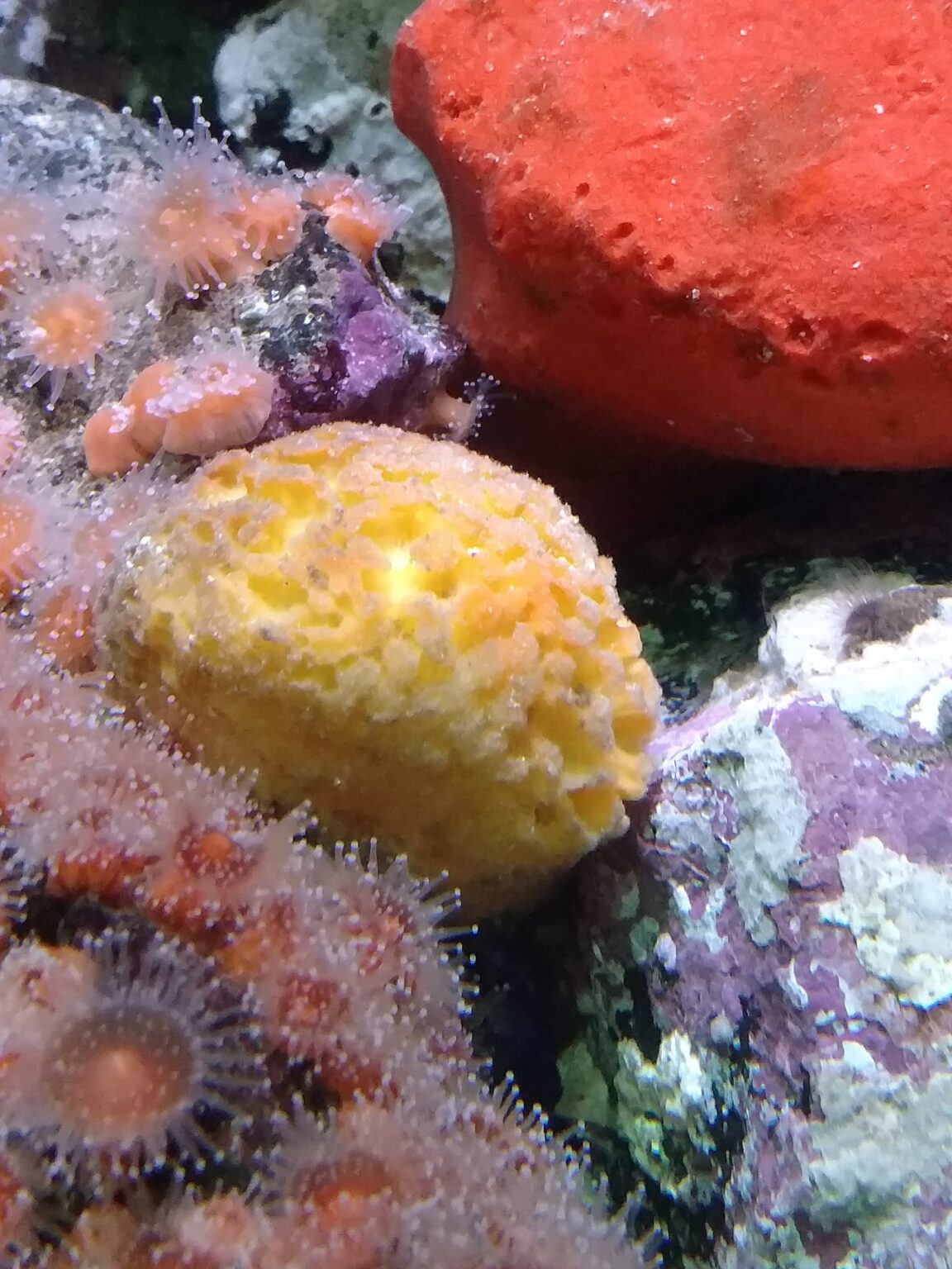 Rough puff sponge, next to strawberry anemone