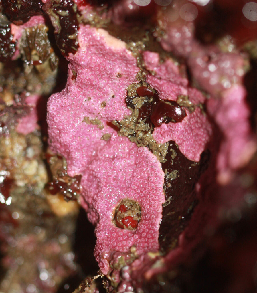 Bright pink colored purple hydrocoral on a bunch of rocks