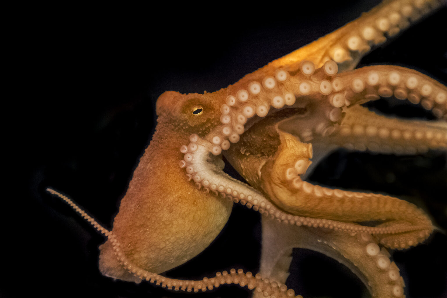 A red orange octopus starkly contrasting an all black background. It faces to look directly into the camera with one eye