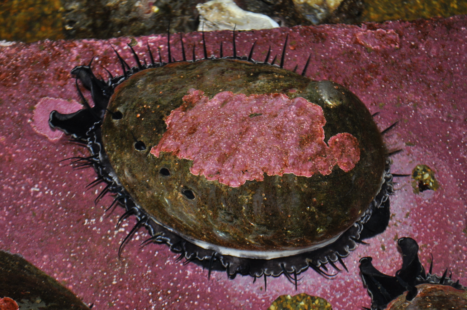 A red abalone, perched in the Aquarium touchpool