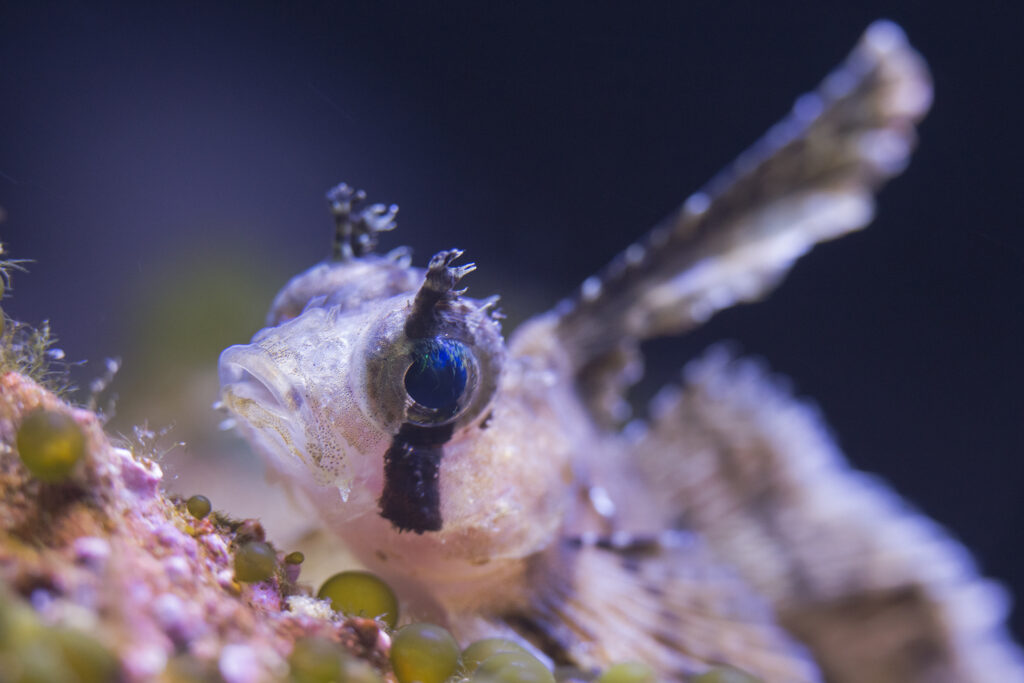 A sailfin sculpin, close up to the camera