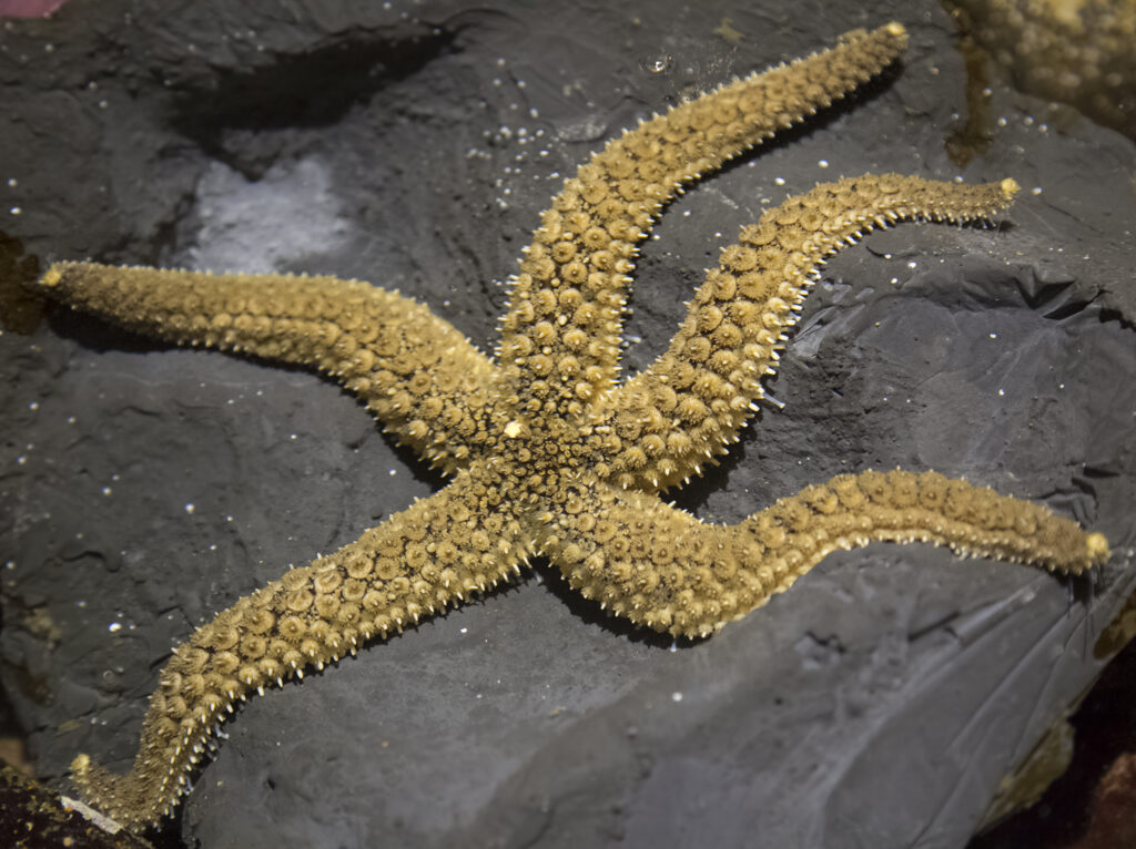 A velcro star, long spiny arms all spread out on a dark grey rock