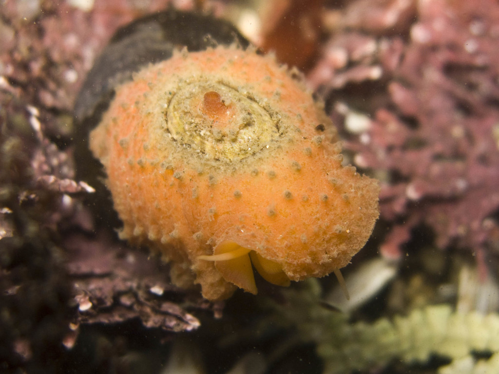 A two spotted keyhole limpet
