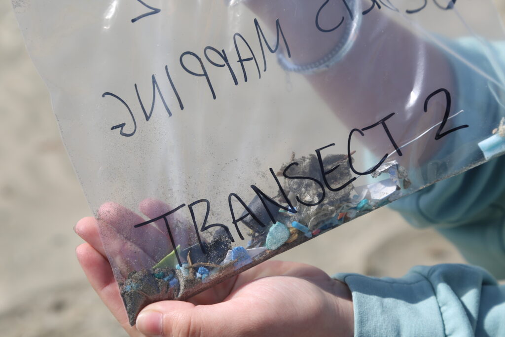 Plastic beach debris collected within a transect