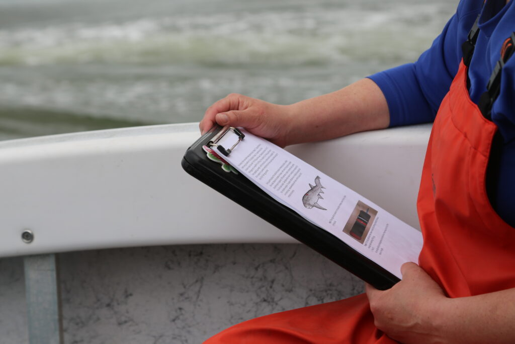 A researcher holds a clipboard in hand featuring a broadnose sevengill shark and tagging information