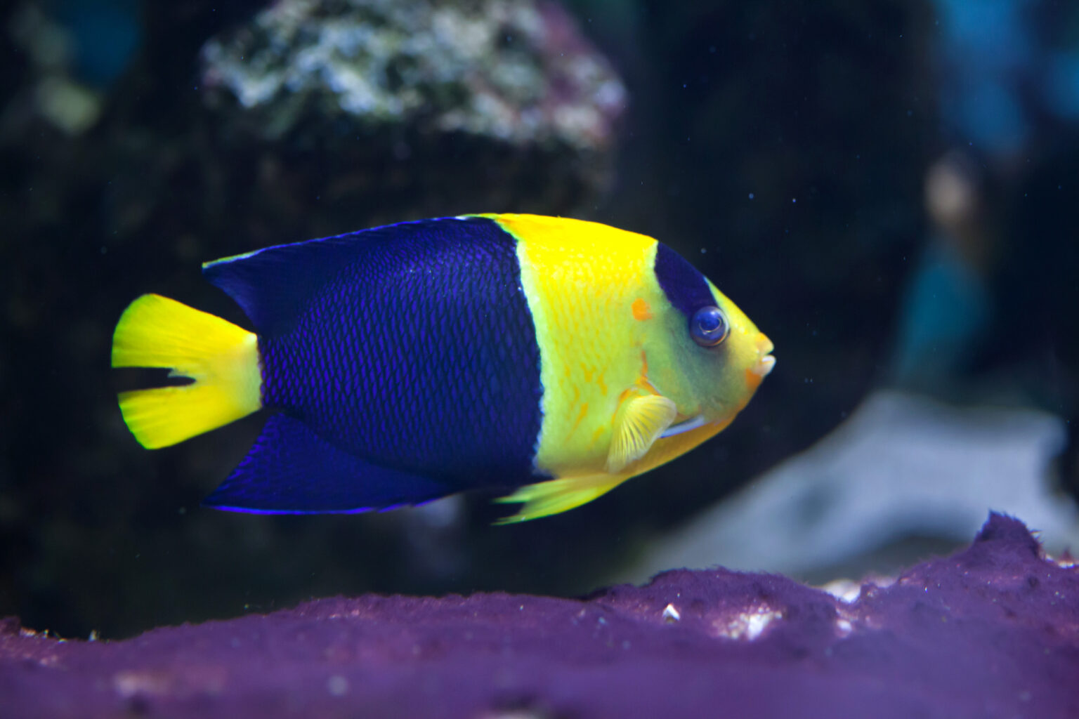 Bicolor angelfish in a tank. Purple ground coral is visible in the front.