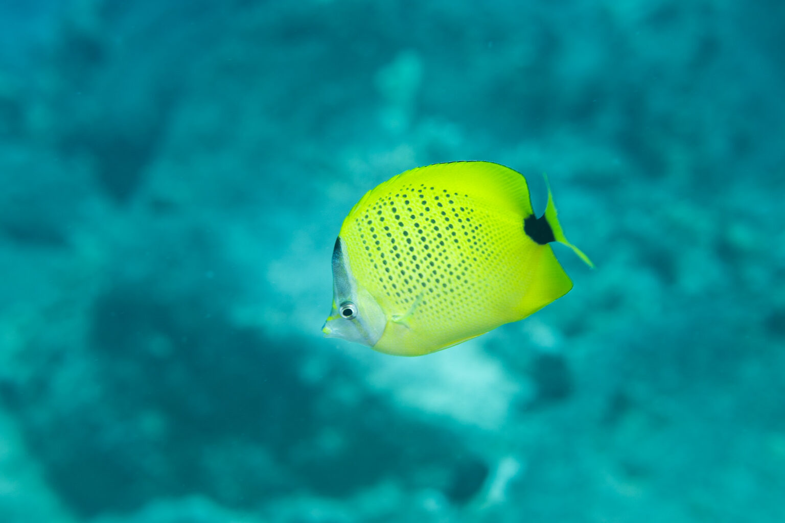 A lemon butterflyfish in a vibrant teal background of an out of focus reef