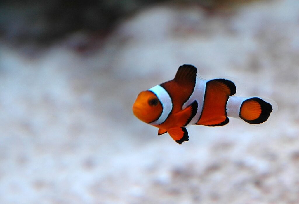 A clownfish, facing in profile to the camera