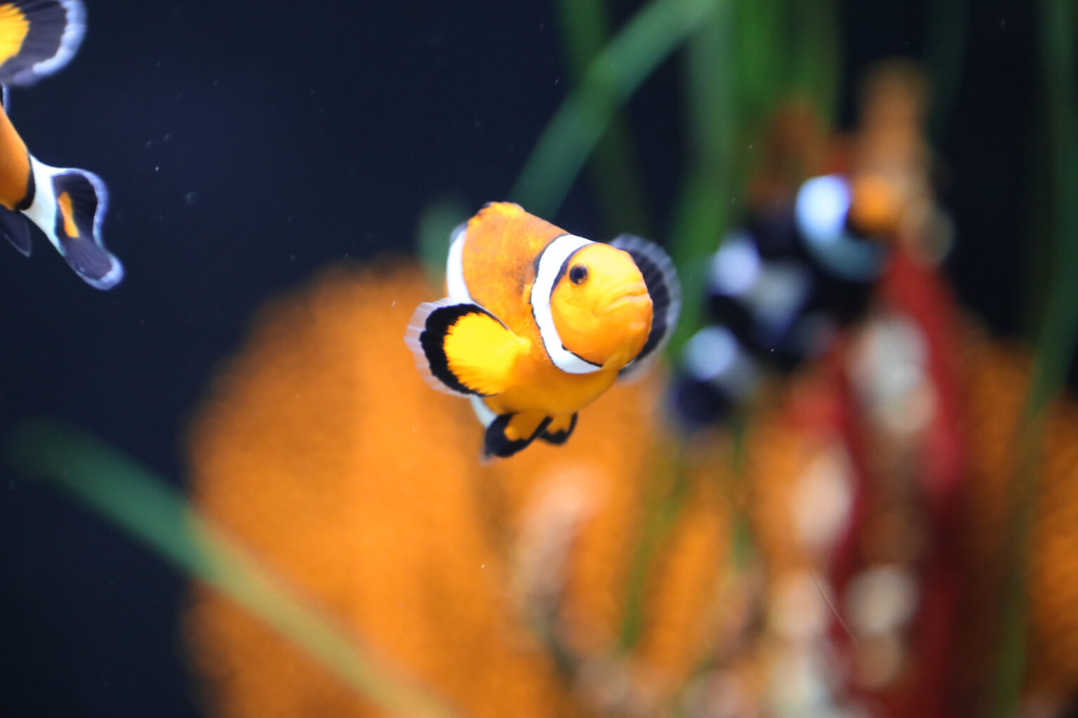 Clownfish facing the camera