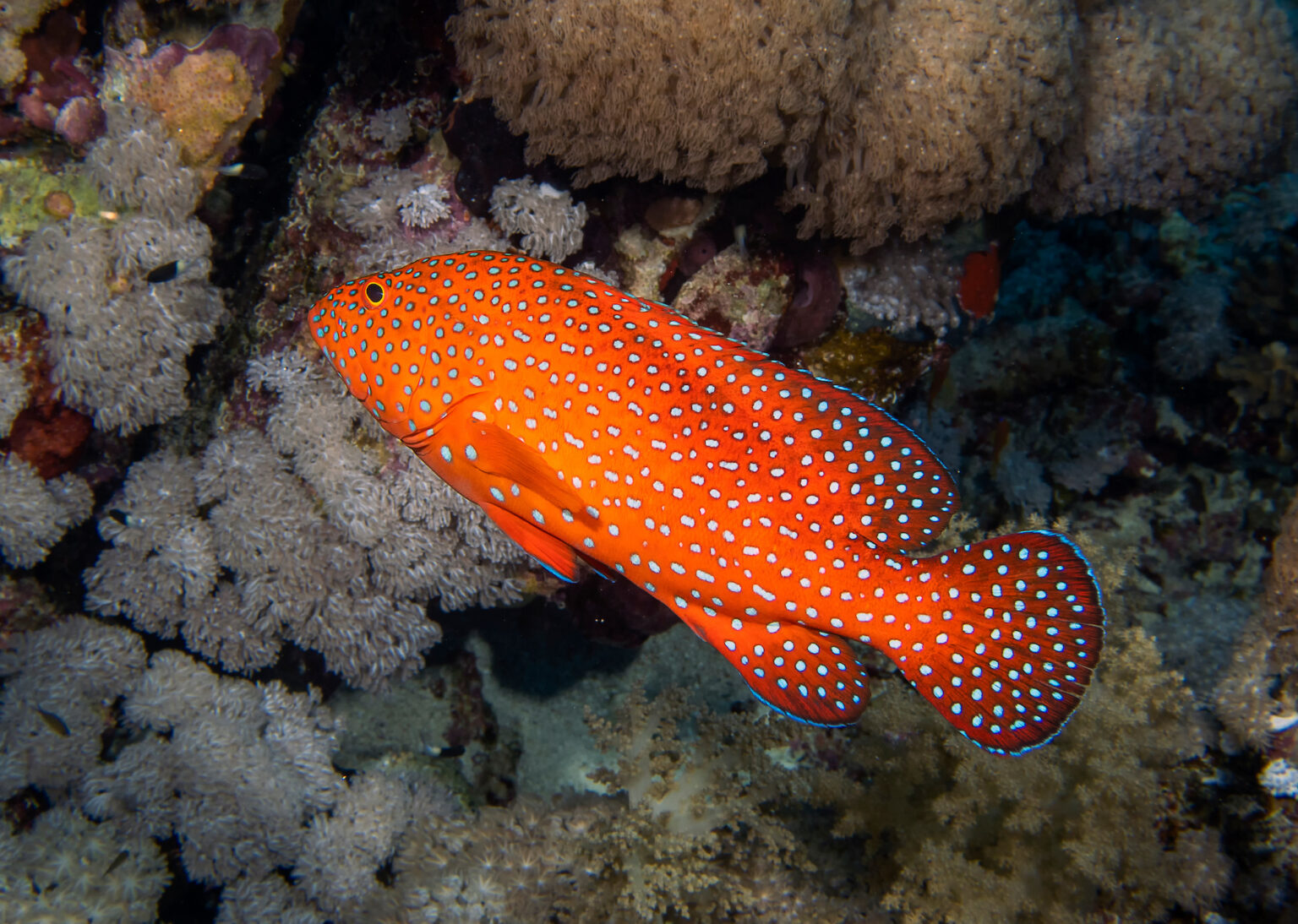 A Coral Grouper swimming in front of various dull tan coral