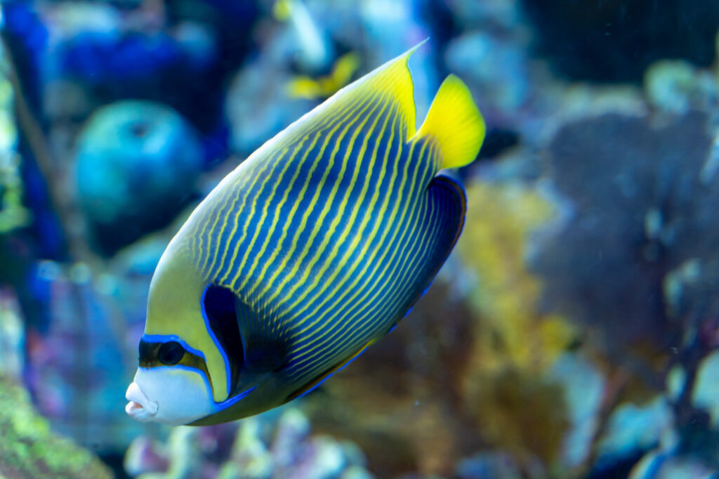 Emperor Angelfish (Pomacanthus imperator) swimming in Coral tank