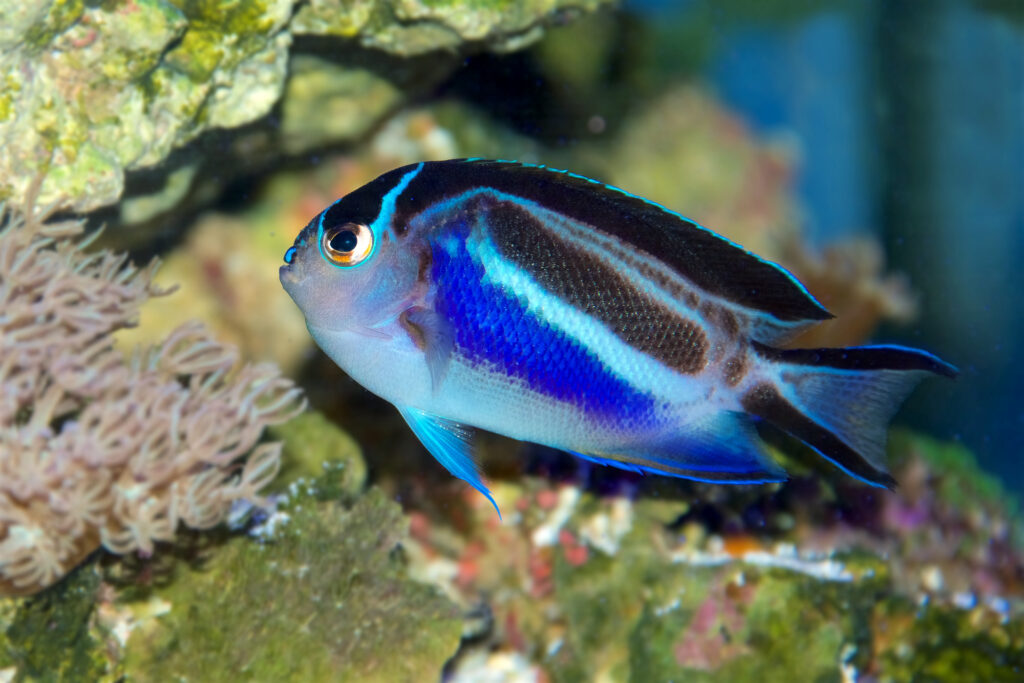 Bellus Angelfish, Genicanthus bellus, in a saltwater reef environment