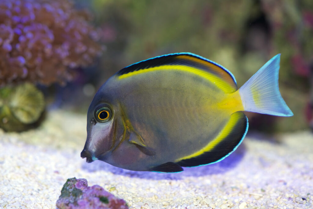 The Powder Brown Tang fish swimming in a tank, in the near distance red coral