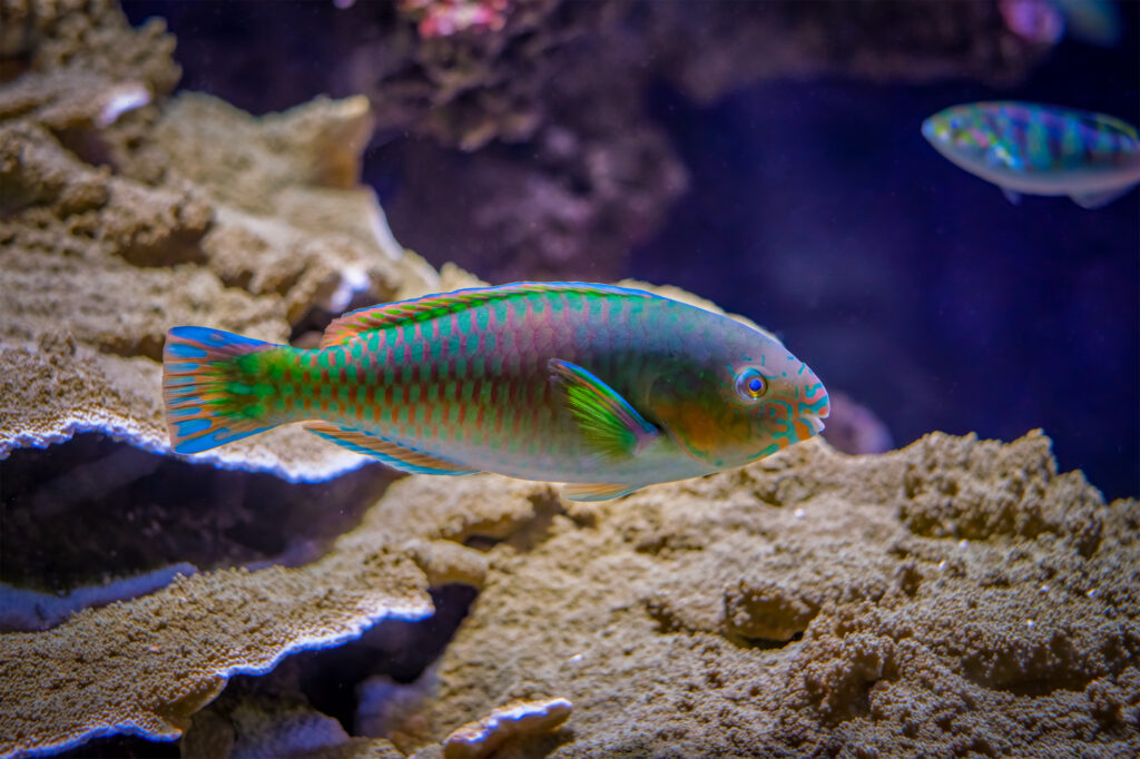 Scarus quoyi Quoy's parrotfish fish underwater in sea with corals in background