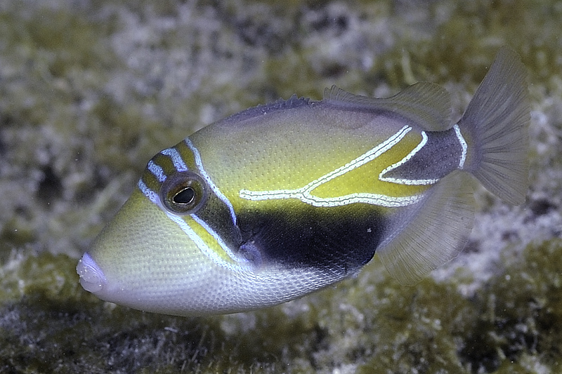 A triggerfish swimming above an out of focus reef