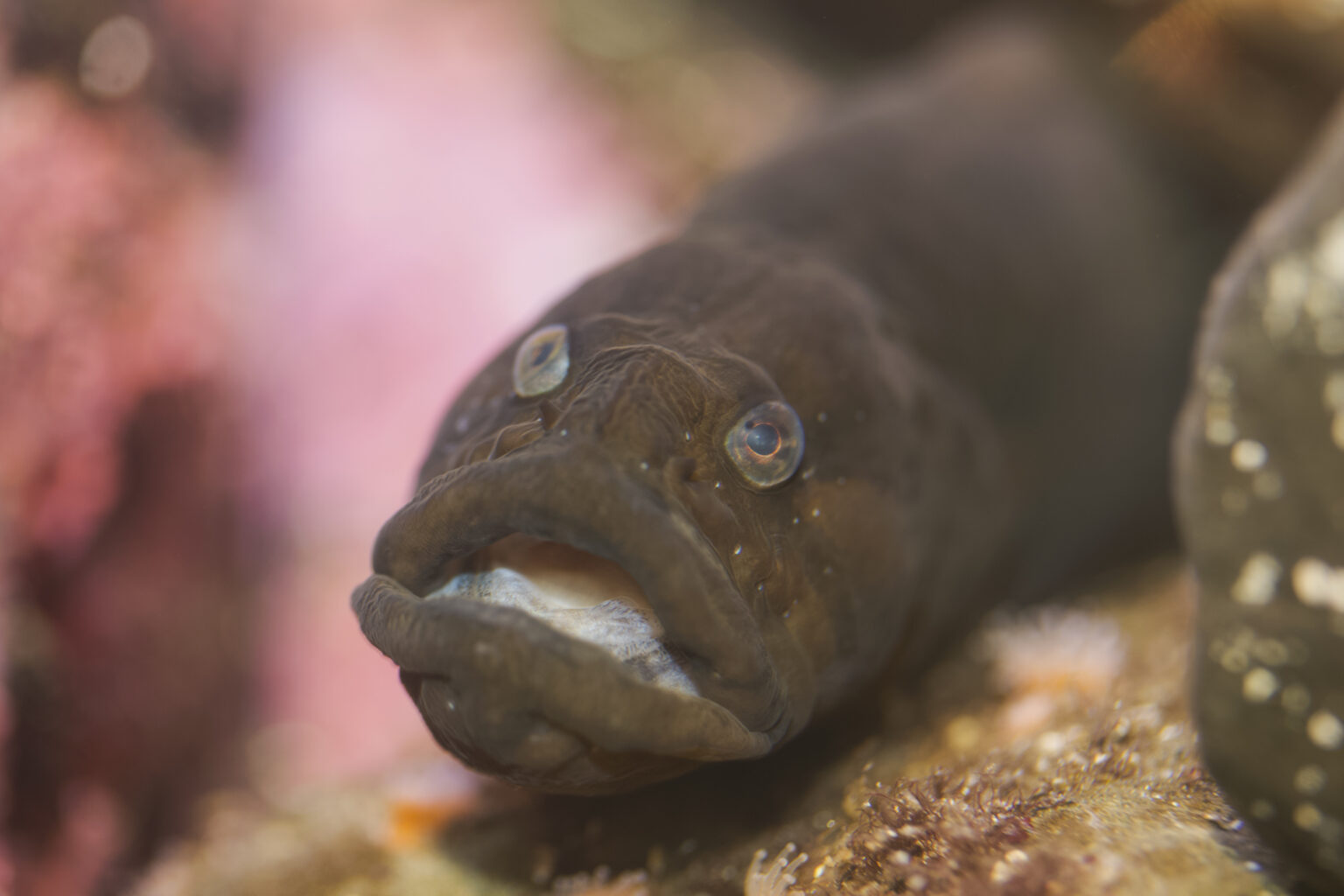 A black prickleback facing towards the camera, mouth slightly agape