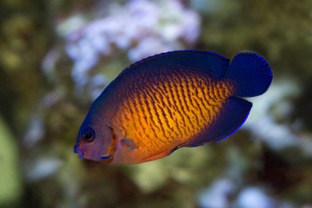 The twospined angelfish, dusky angelfish, or coral beauty is an orange base with that fades to a deep blue trim.