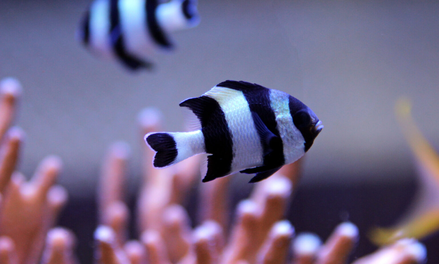 Four Stripe Damselfish in front of out of focus orange coral