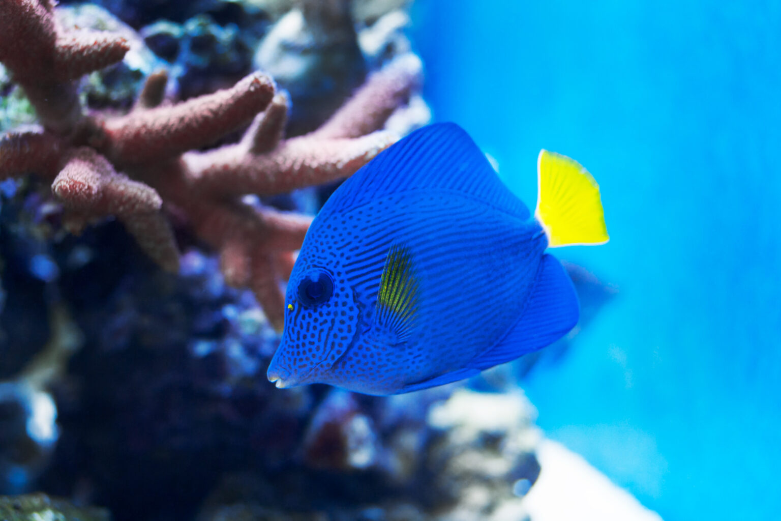 Purple Tang fish with red pink coral in the background. A blue tank wall is visible in the background