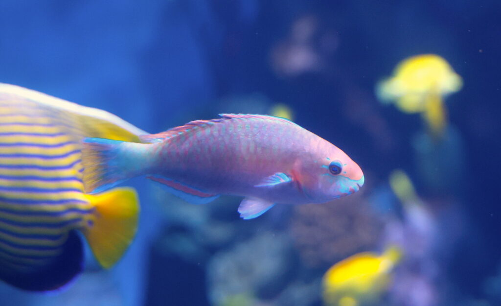 quoy's parrotfish