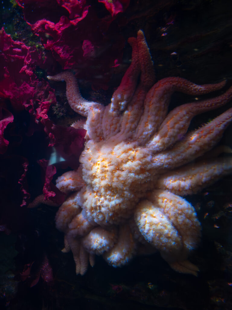 A sunflower sea star resting on the wall of a tank, slightly shadowed