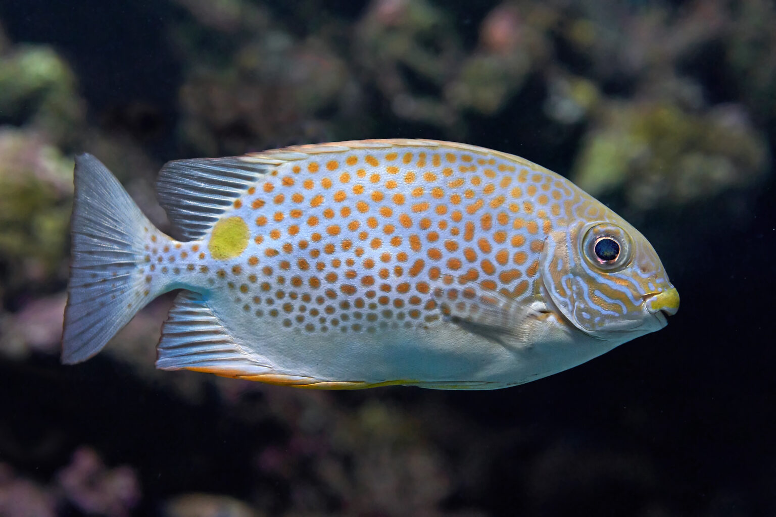 Gold saddle rabbitfish seen from the side in its habitat