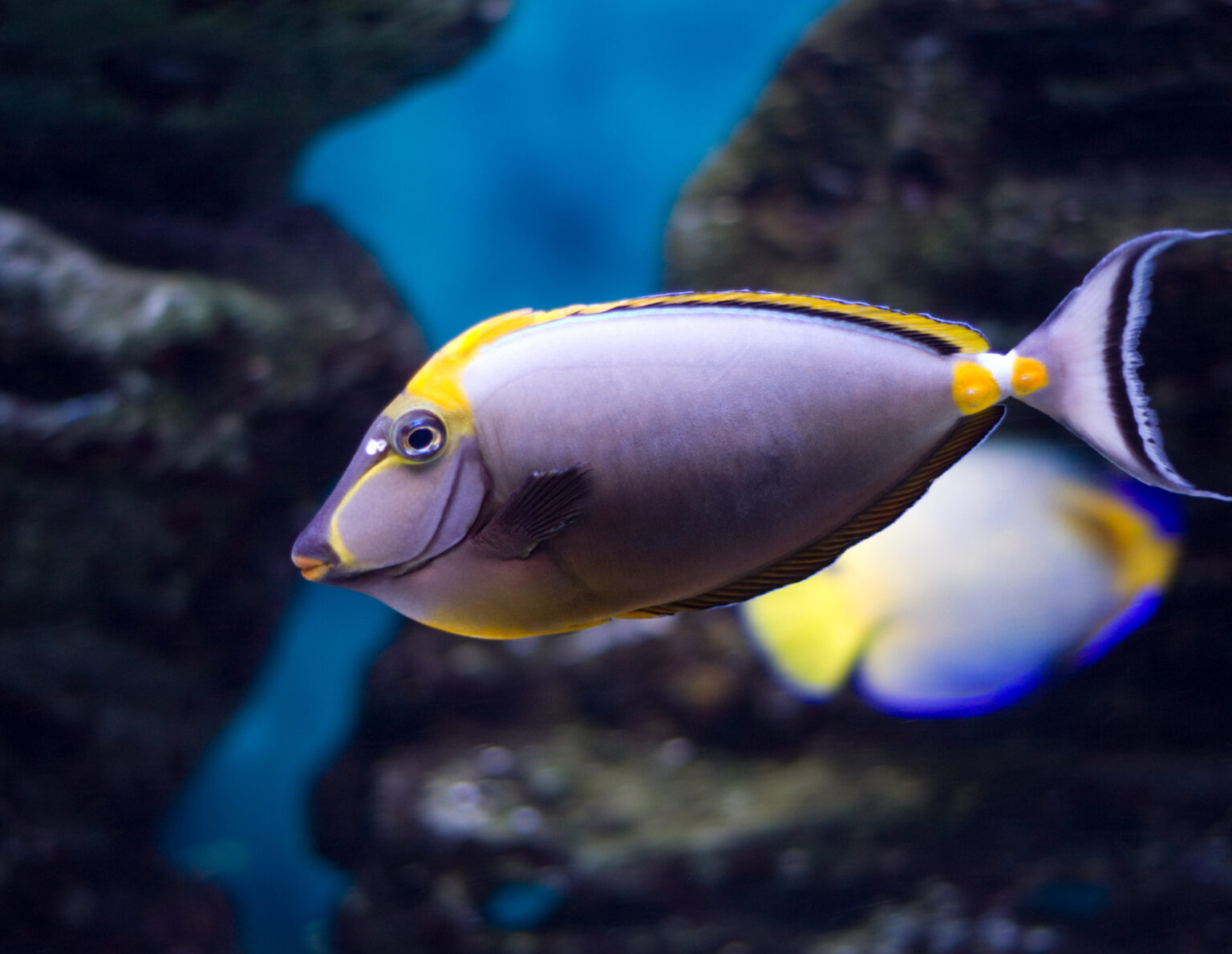 The blonde naso tang is dark grayish brown with a narrow curved yellow band from the corner of its mouth to below its eye. It has orange lips and its anal fin is also orange. Its dorsal fin is black with a pale blue line at the base and a white outer edge. Its tail fin is black with a yellow stripe at the end of the fin and an orange marking near the base.
