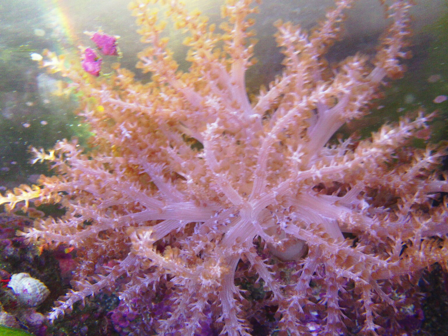Colonies are small, usually less than 10 cm across and resemble trees with branches or lobes that are covered with polyps. The polyps are small with short tentacles. When they contract the colonies become somewhat club-like.