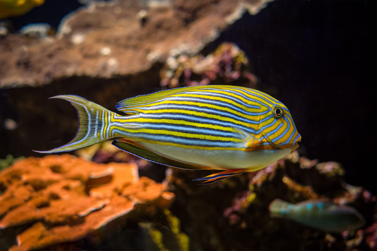 The upper three-fourths of the clown tang’s head and body has alternating black-edged blue and yellow stripes. The lower fourth of its body is lavender to pale blue.
