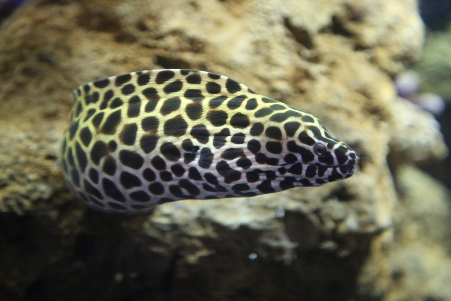 A laced eel, facing sideways to the right. Its eye stares outward towards the camera.