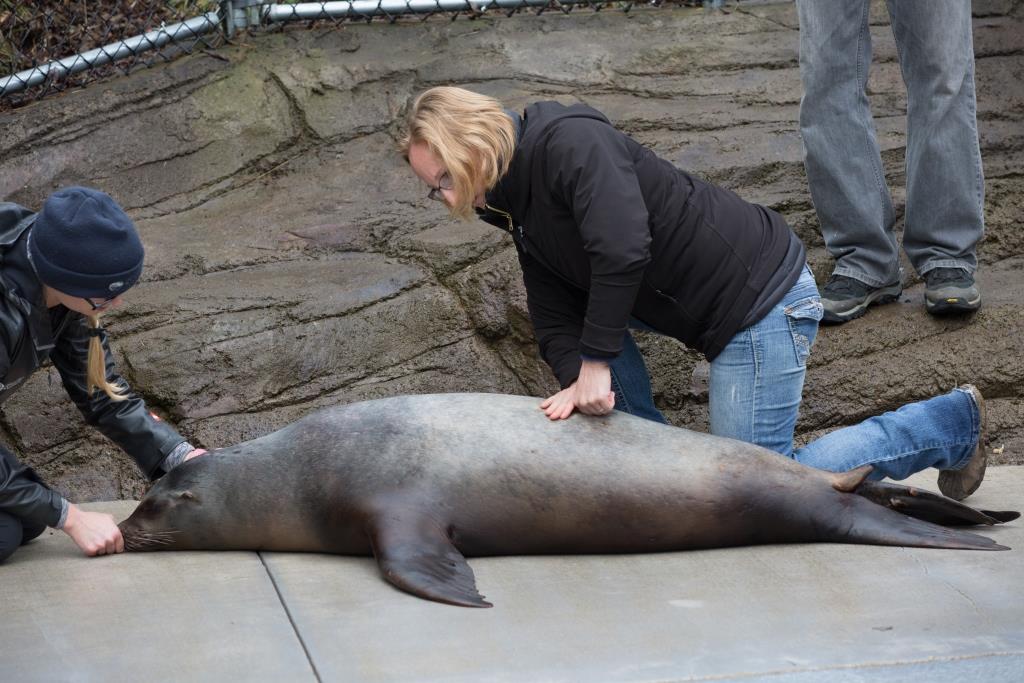 Quill receiving chiropractic treatment