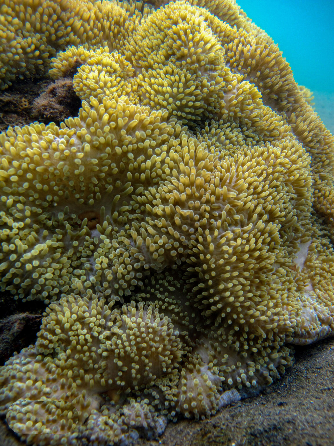 Ricordea coral have large fleshy polyps, large stocky bodies and flat oral discs covered with short tentacles. Ricordea corals are vibrant, coming in a wide variety of colors.
