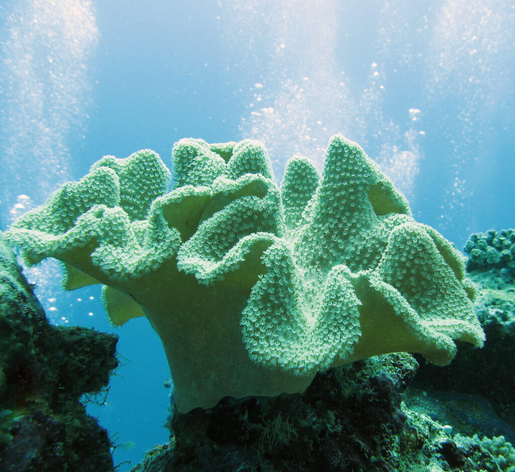 Members of the sarcophyton genus resemble a baseball glove with a bare stalk that merges into a wider disk-like region that is concave in the center and has folds on the outer area. This wider disk-like region is covered in polyps which can retract, leaving the colony surface looking smooth and leathery.