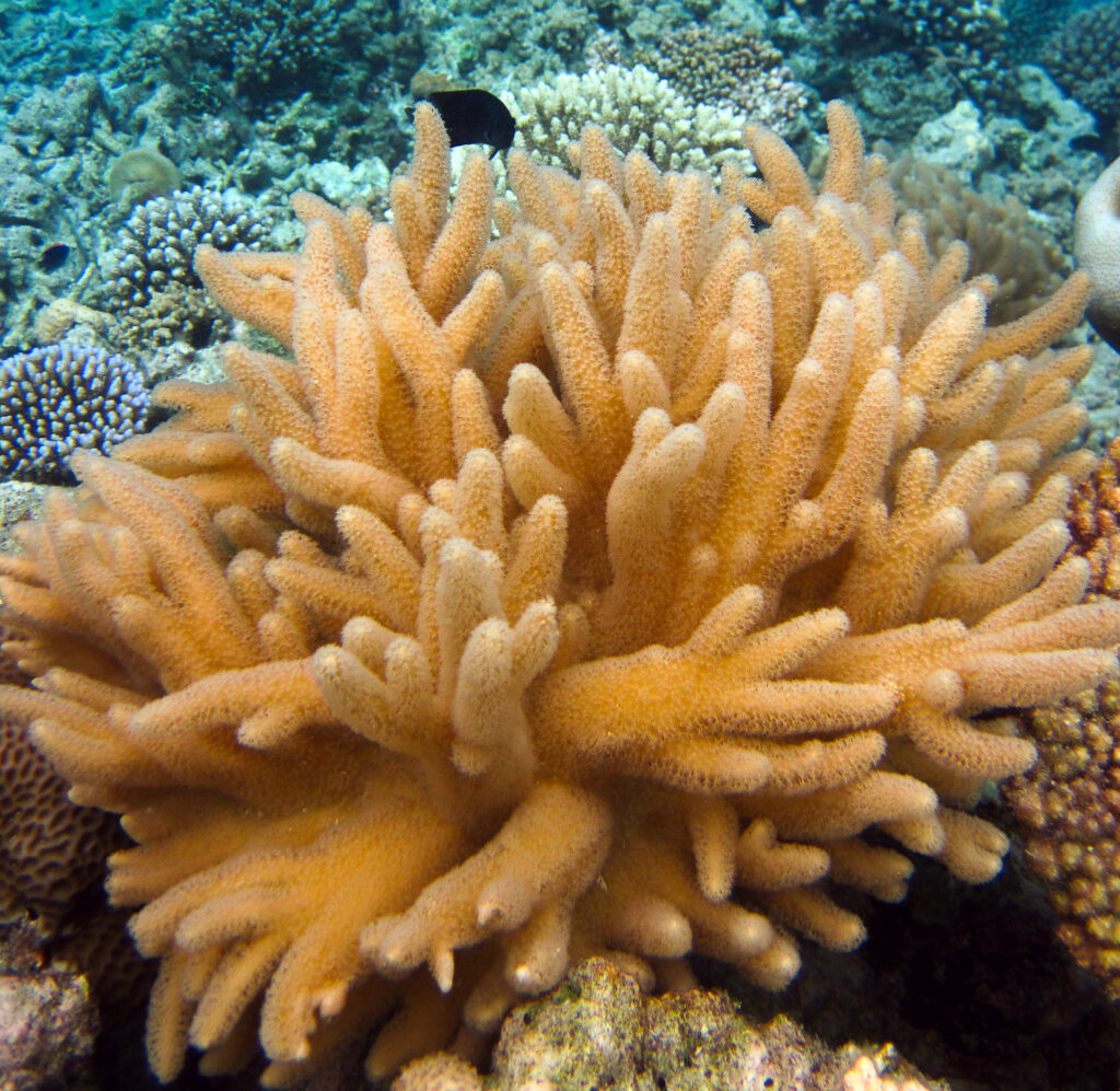 Colony appearance varies greatly between species of this genus. Colonies may be short and grow horizontally with small knobs or ridges, tall with lots of lobes, branched, flat and leaf-like or dish-like.