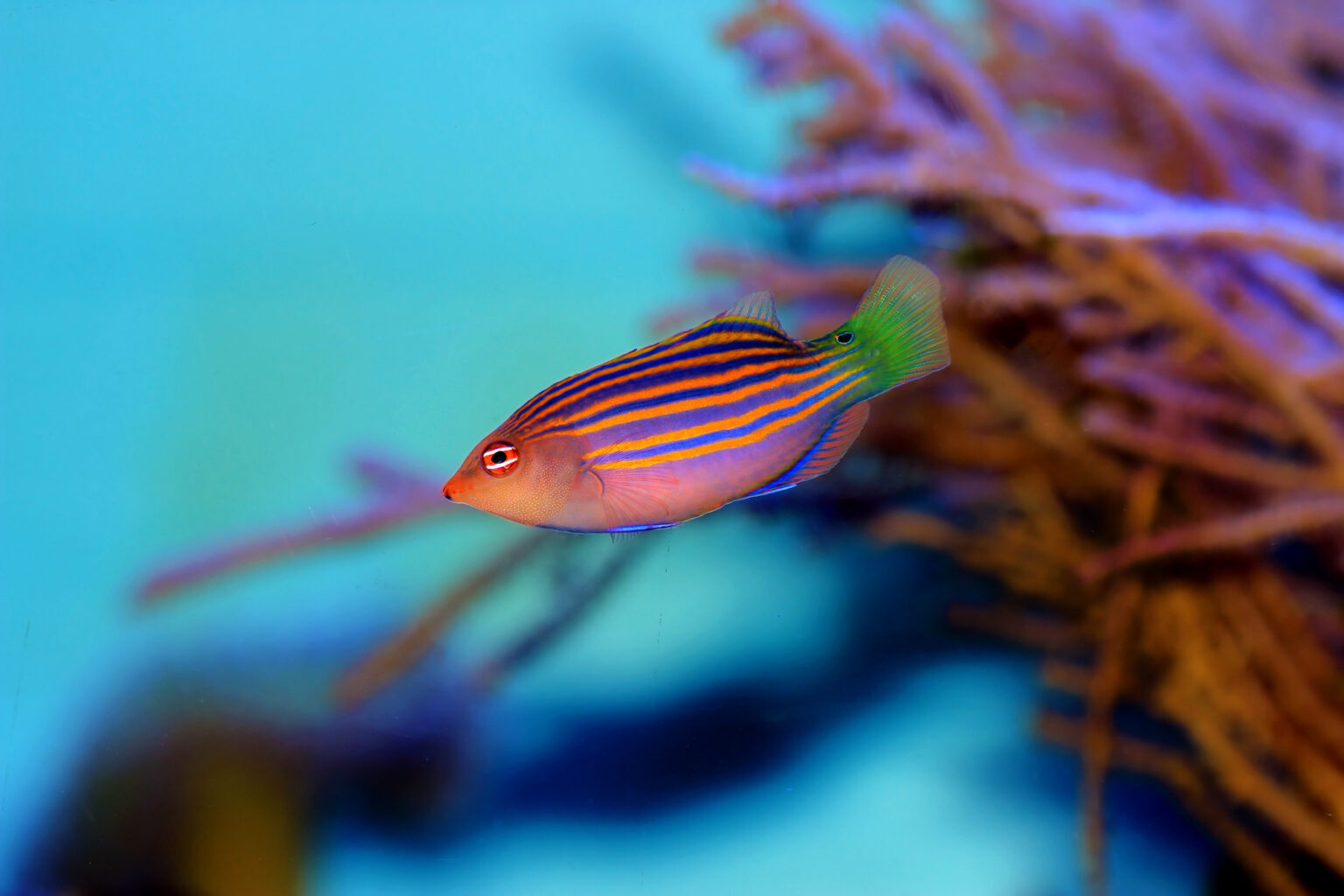 The six-line wrasse has six dark purple-blue stripes alternating with narrow orange stripes on the upper two-thirds of its body. The lower part of its body is purple-orange. The lower part of its head has fine yellow dots. Its caudal fin is green with a small blue-edged black spot on the upper base. Their eyes are red with two white horizontal stripes.