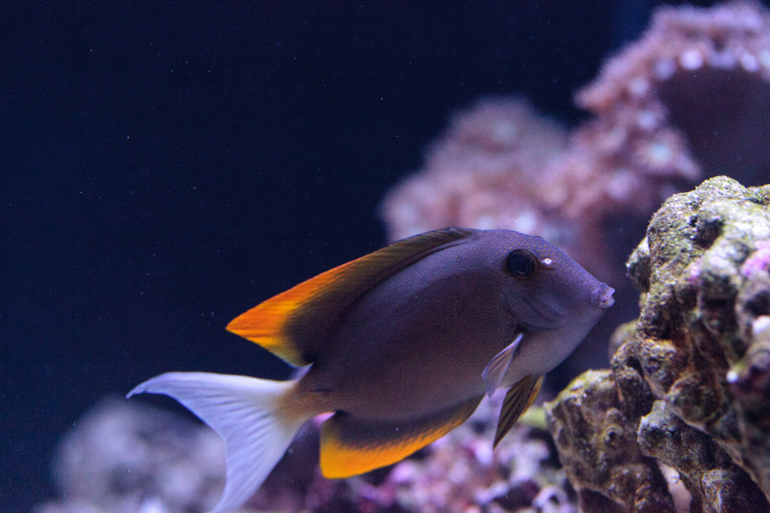 Tomini tangs have a pale whitish tail fin and yellowish orange outer portions of their dorsal and anal fins. Their bodies are orange-brown.