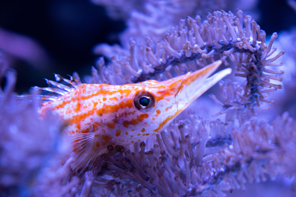 A close up of a longnose hawkfish amidst a cluster of purple coral.