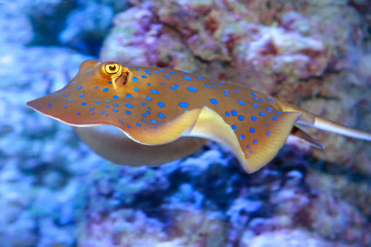 A bluespotted ribbontail ray swimming in a coral reef