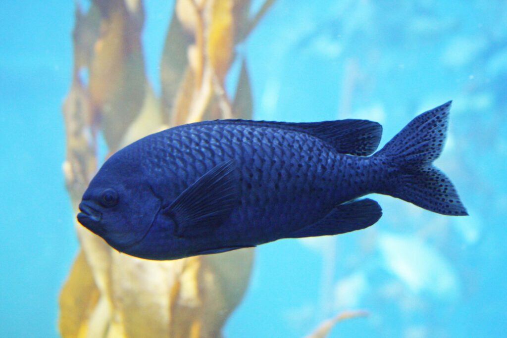 Blacksmith chromis fish with light blue background