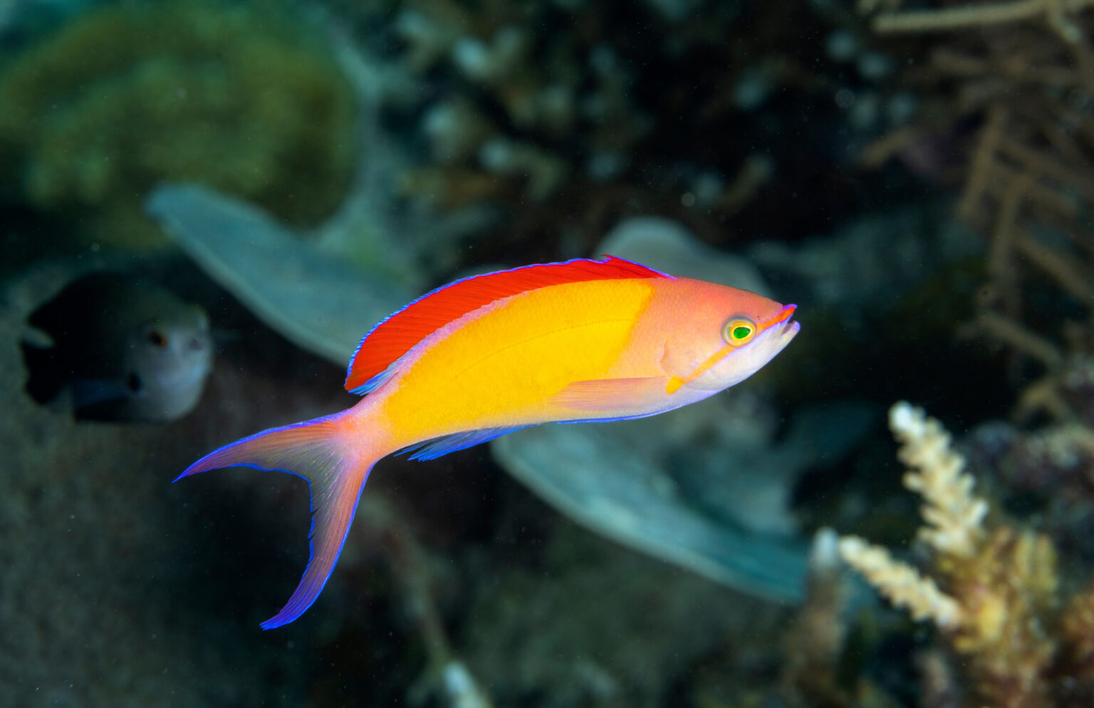 A flame anthias swimming in a dark green area, sharply contrasting with its bright orange body and red back fin.