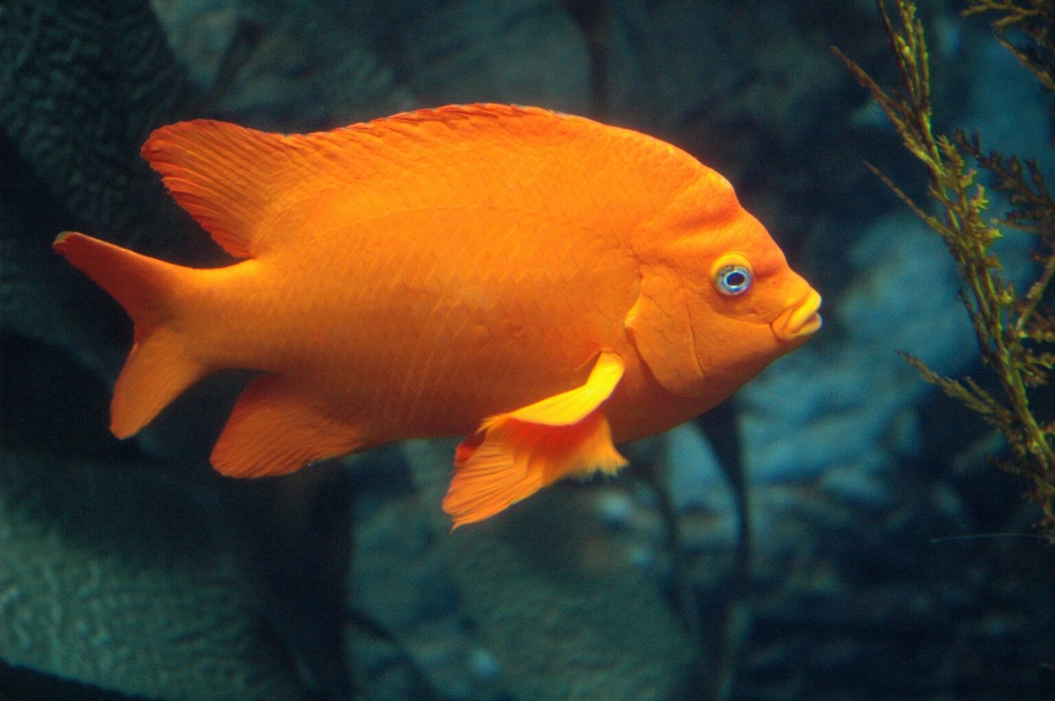 A bright orange garibaldi