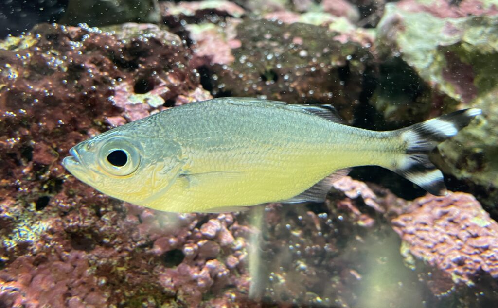 A barred flagtail fish in a coral reef
