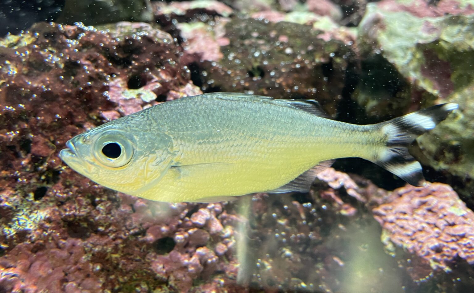 A barred flagtail fish in a coral reef