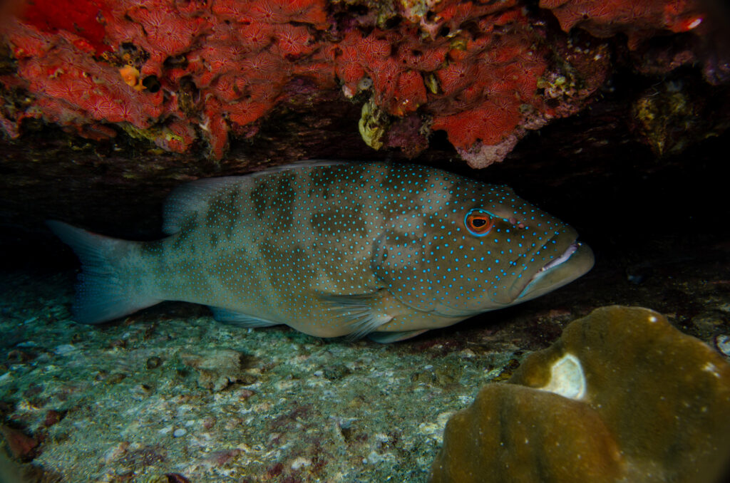 Leopard coral grouper in a coral reef