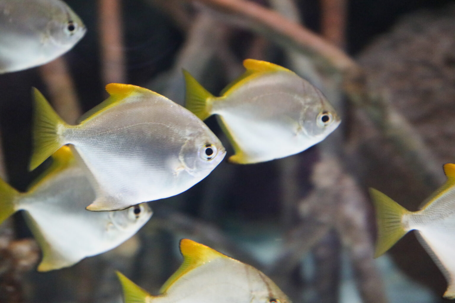 Silver moonyfish, or silver moony (Monodactylus argenteus ) swimming in an aquarium between branches and other fish of the same species