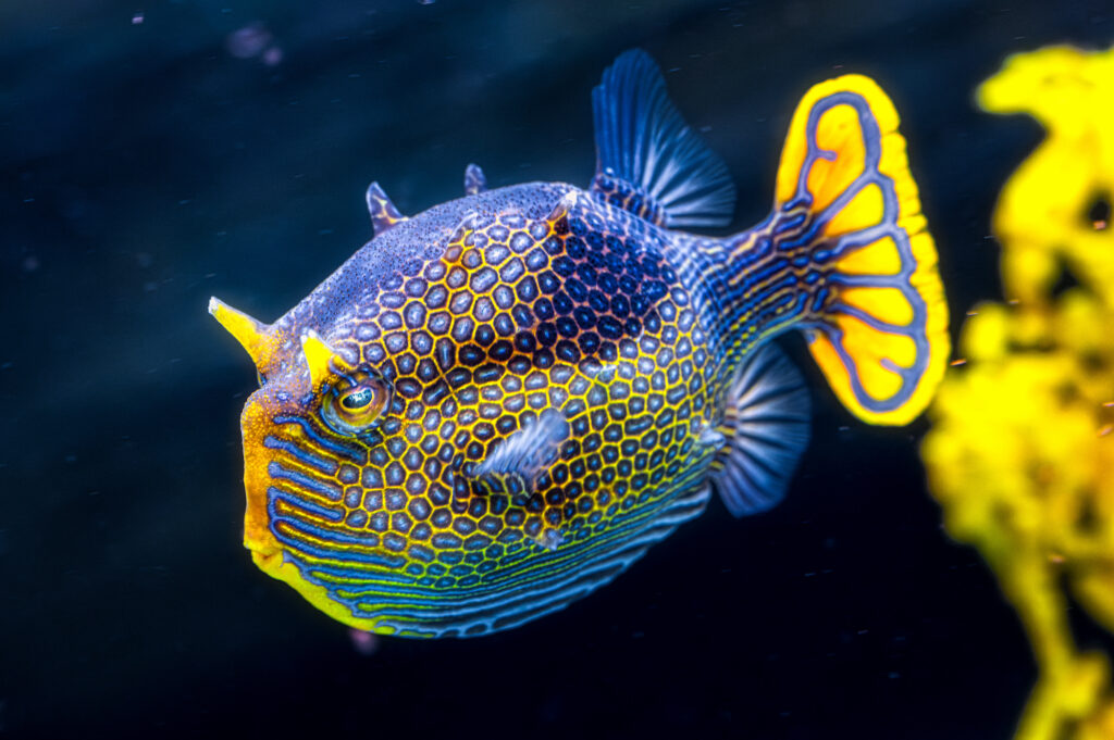 Closeup shot of a male ornate cowfish, Aracana ornata