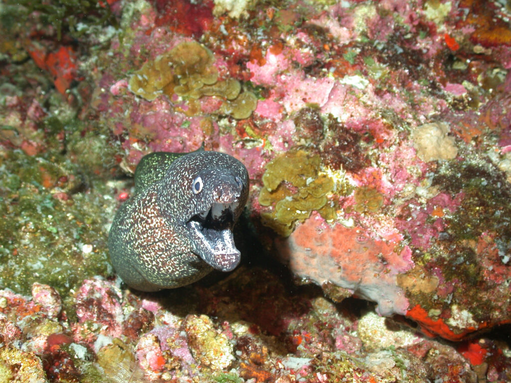 Spotted moray eel peeking out of a reef