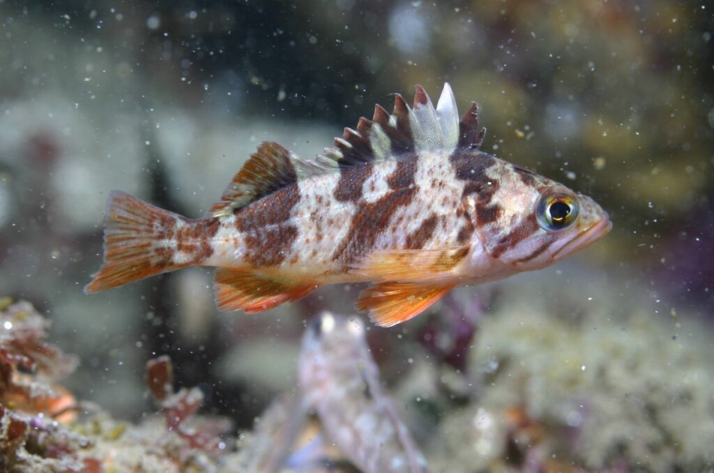 Calico rockfish