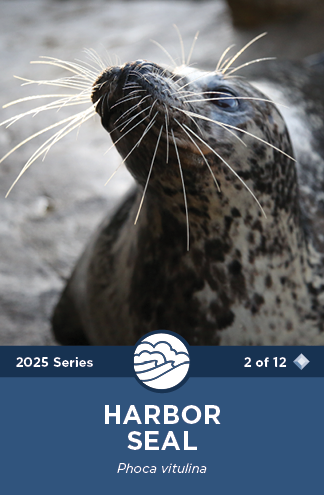 Harbor Seal
