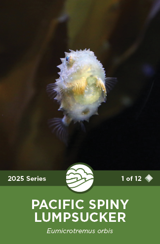 Pacific Spiny Lumpsucker
